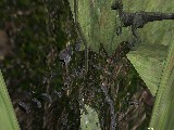 kz_man_dinocanyon preview